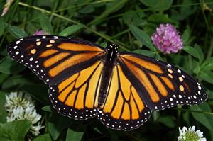 Generations of Butterflies 